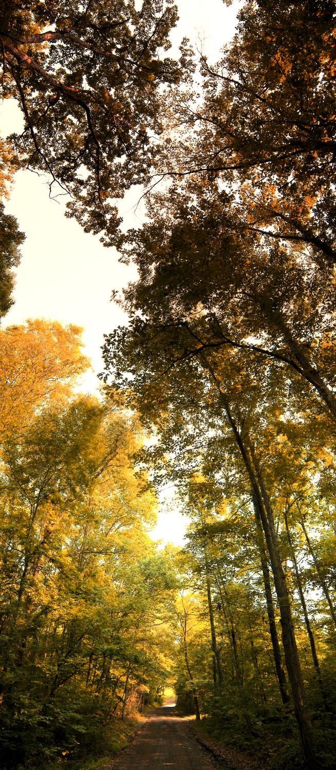 vertical panorama - autumn - Some pictures from my Kodak P880 - Part 1 - Kodak Easyshare P880 - Tony Karp, design, art, photography, techno-impressionist, techno-impressionism, aerial photography , drone , drones , dji , mavic pro , video , 3D printing - Books -