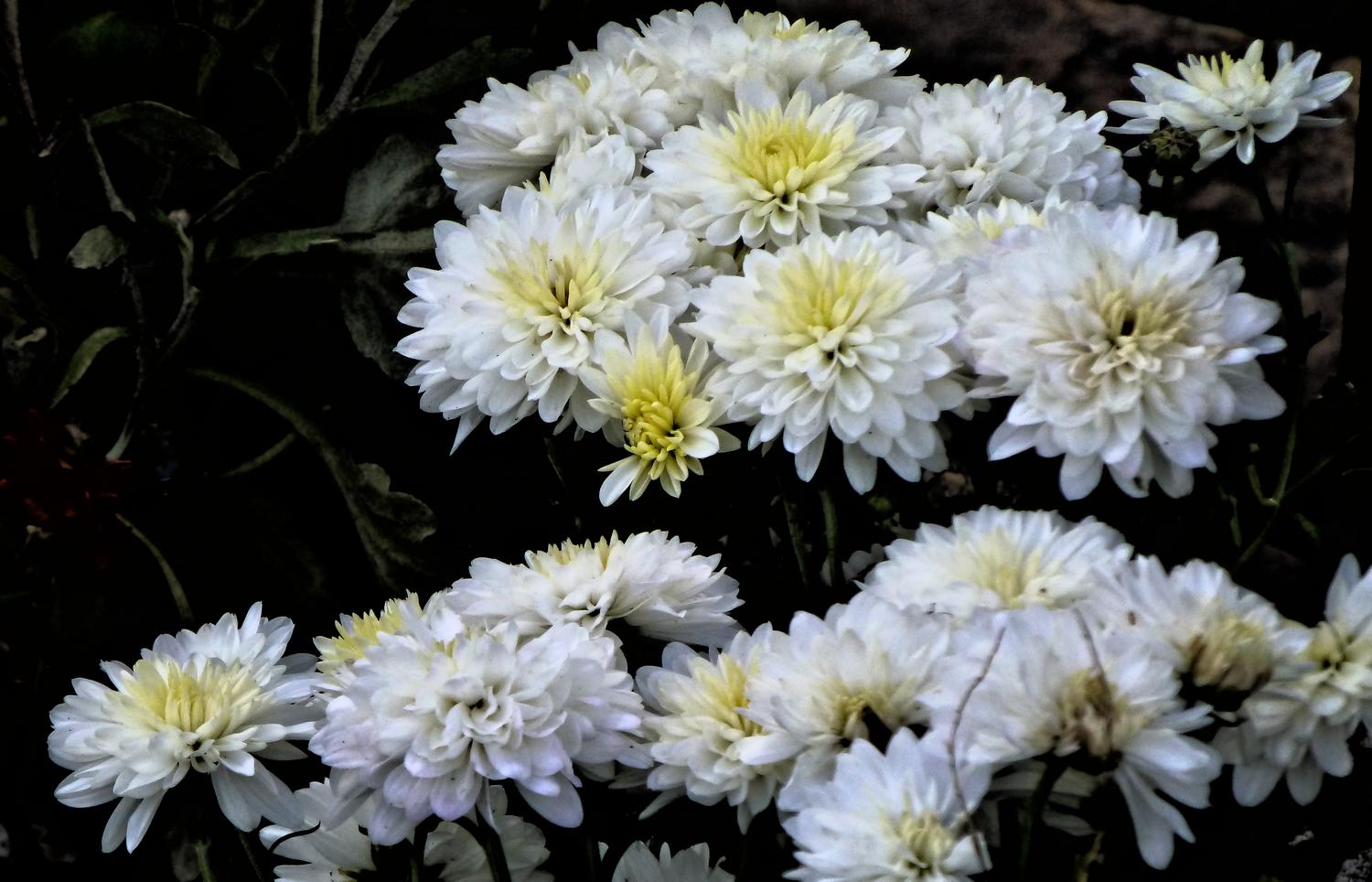  - Some white flowers <br>--- Click to see ORIGINAL --- - Panasonic DMC-ZS20 - Tony Karp, design, art, photography, techno-impressionist, techno-impressionism, aerial photography , drone , drones , dji , mavic pro , video , 3D printing - Books -