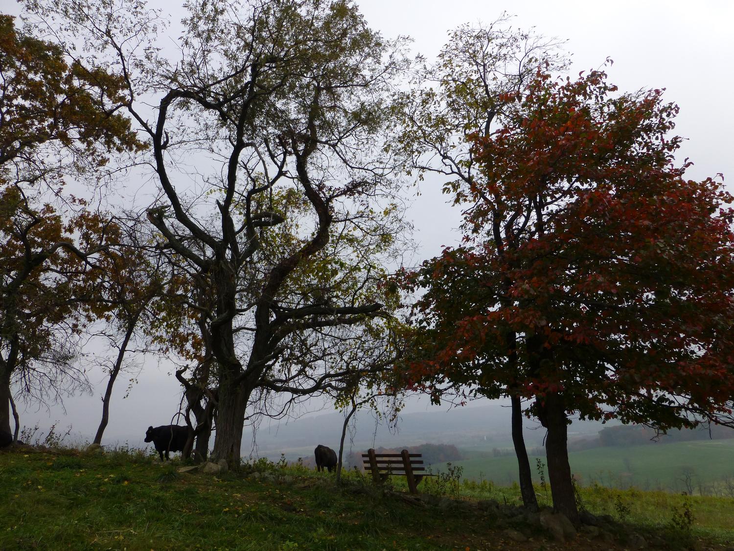  - Halfway up the hill, there's a bench where you can sit to enjoy the view <br>--- Click to see ORIGINAL --- - Sky Meadows State park - Virginia - Cows - Panasonic DMC-ZS20 - Tony Karp, design, art, photography, techno-impressionist, techno-impressionism, aerial photography , drone , drones , dji , mavic pro , video , 3D printing - Books -