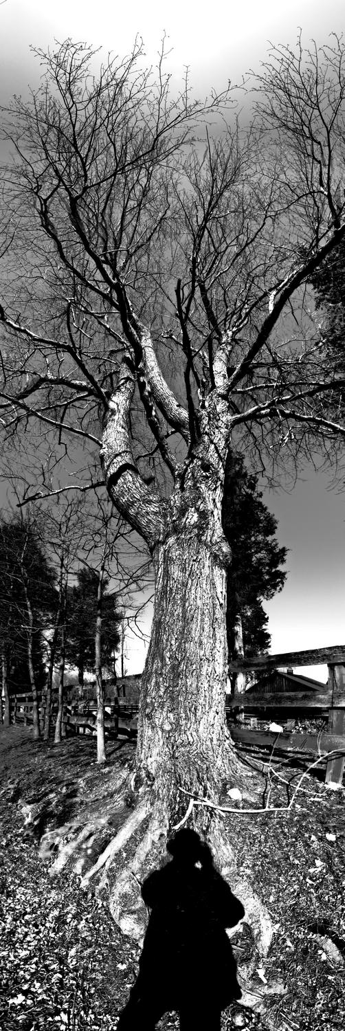  -  Self portrait in a vertical tree panorama. - Panasonic DMC-ZS40, DMC-ZS50, DMC-LF1 - Tony Karp, design, art, photography, techno-impressionist, techno-impressionism, aerial photography , drone , drones , dji , mavic pro , video , 3D printing - Books -