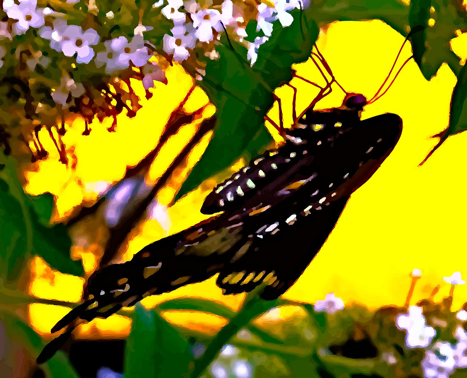  - This is where it all ended up.<br>-- Click on the image to see where I started from -- - Retouching a picture of a swallowtail butterfly - Panasonic DNC-LF1 - butterfly in Havana. - Tony Karp, design, art, photography, techno-impressionist, techno-impressionism, aerial photography , drone , drones , dji , mavic pro , video , 3D printing - Books -